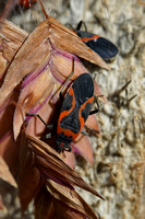 191012_00231_A7RIV A Milkweed Bug, Oncopeltus fasciatus, at Pruyn Sanctuary