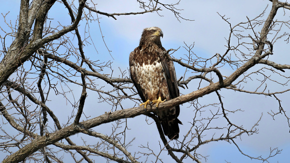 190318_3959_EOS M5 Four Year Old American Bald Eagle at Croton Point