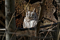 190323_4042_EOS M5 An Adult Eastern Screech Owl, Megascops asio, at Croton Point