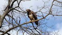 190318_3957_EOS M5 Four Year Old American Bald Eagle at Croton Point