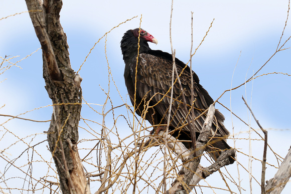 190318_3987_EOS M5 A Turkey Vulture, Cathartes aura, at Croton Point
