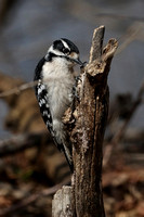 190314_3806_EOS M5 A Female Downy Woodpecker, Picoides pubescens, the Smallest of Its Species in North America at Croton Point