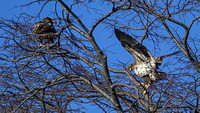 190114_3442_EOS M5 Juvenile Bald Eagles at Croton Point on the Hudson River