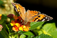 191012_00320_A7RIV A Painted Lady, Vanessa cardui, on Lantana at Pruyn Sanctuary