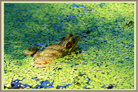 160618_1691_NX1_IsItArt A Frog on Vernay Lake at Teatown Reservation