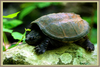 160606_1564_NX1_IsItArt A Turtle Along the Northwest Trail at Teatown Lake Reservation