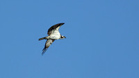 170628_0926_EOS M5 An Osprey Hunts at Oscawana Island Nature Preserve