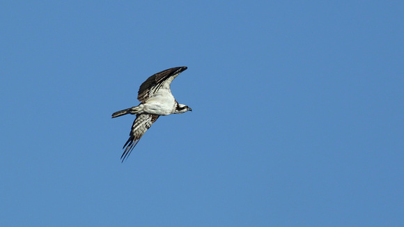 170628_0926_EOS M5 An Osprey Hunts at Oscawana Island Nature Preserve