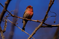200217_01415_A7RIV A Vibrant Red House Finch, Carpodacus mexicanus, at Croton Point