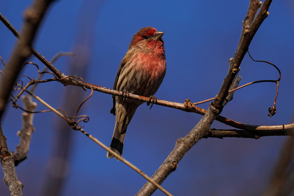 200217_01415_A7RIV A Vibrant Red House Finch, Carpodacus mexicanus, at Croton Point