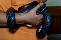 160605_1538_NX1 A Black Rat Snake at Teatown's Reptile Round-Up