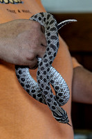 160605_1524_NX1 A Western Hognose Snake at Teatown's Reptile Round-Up