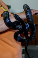 160605_1533_NX1 A Black Rat Snake at Teatown's Reptile Round-Up