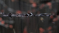180420_1865_EOS M5 Painted Turtles in Early Spring at Brinton Brook Sanctuary