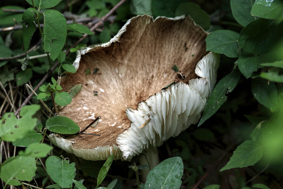 180607_2631_EOS M5 An Upturned Cavalier Mushroom at Brinton Brook Sanctuary