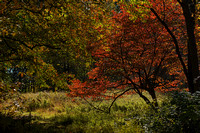 191019_00466_A7RIV The Colors of Autumn at Brinton Brook Sanctuary