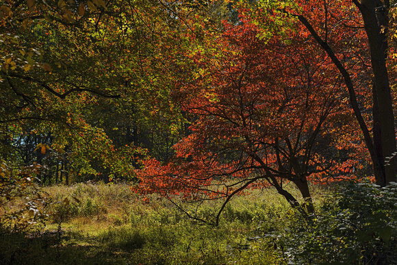 191019_00466_A7RIV The Colors of Autumn at Brinton Brook Sanctuary