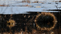 190208_3649_EOS M5 The Pond in Winter at Brinton Brook Sanctuary