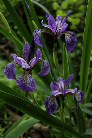 180607_2606_EOS M5 Wild Irises Grow at Brinton Brook Sanctuary