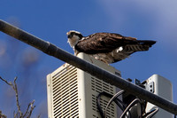 220427_06481_A7RIV An Osprey at the Cell Tower Nest Just Outside Brinton Brook Sanctuary