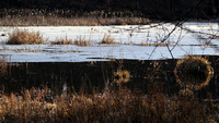 190208_3651_EOS M5 The Pond in Winter at Brinton Brook Sanctuary