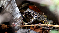 180426_1978_EOS M5 A Pickerel Frog, Lithobates palustris, at Brinton Brook Sanctuary