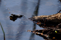 210424_04092_A7RIV An American Bullfrog, Lithobates catesbeianus, at Brinton Brook Sanctuary