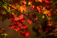 191019_00448_A7RIV The Colors of Autumn at Brinton Brook Sanctuary