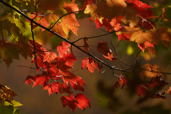 191019_00448_A7RIV The Colors of Autumn at Brinton Brook Sanctuary