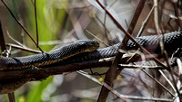 180423_1940_EOS M5 A Water Snake Climbs Up to Sun Itself at Brinton Brook Sanctuary