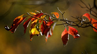 191019_00464_A7RIV The Colors of Autumn at Brinton Brook Sanctuary