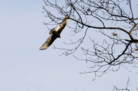 051214_0023_5D Turkey Vulture