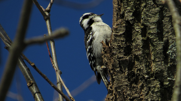 150228_2565_SX50 Female Downy Woodpecker