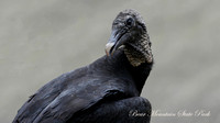 150504_0230_NX1 Black Vulture at Bear Mountain