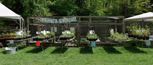 170512_3013_NX1 Native Plants Ready for Sale at Teatown's 2017 PlantFest