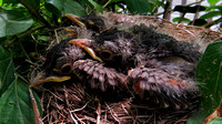 140607_2116_SX50 Baby Robins at 1 Week Old