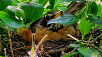 140525_2005_SX50 A Robin Tending Her Nest