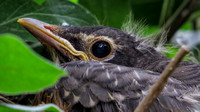 140610_2131_SX50 Baby Robin at 10 Days Old