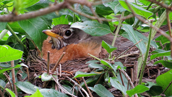 140528_2017_SX50 A Robin Tending Her Nest II