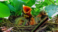 140602_2054_SX50 Baby Robins at 49 hours old