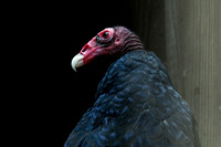 160720_1946_NX1 Edgar, a Male Turkey Vulture at Teatown's Wildlife Rescue