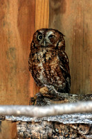 160512_1289_NX1 Talulah, a Female Eastern Screech Owl at Teatown's Wildlife Rescue