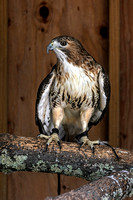160427_1234_NX1 Blaze, a Female Red Tail Hawk at Teatown's Wildlife Rescue