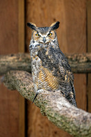 160427_1240_NX1 Koko, a Great Horned Owl at Teatown's Wildlife Rescue