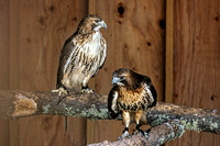 160427_1232_NX1 Blaze, a Female and Rusty, a Male, Red Tail Hawks at Teatown's Wildlife Rescue