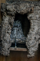 160512_1291_NX1 Barkley, a Male Eastern Screech Owl at Teatown's Wildlife Rescue