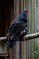 160720_1944_NX1 Edgar, a Male Turkey Vulture at Teatown's Wildlife Rescue