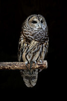 161223_0060_EOS M5 Kajika, a Male Barred Owl at Teatown's Wildlife Rescue