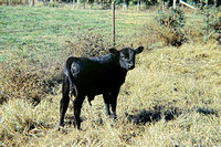 681000_0003_SL-9 A Calf on the Farm at Ste Marie