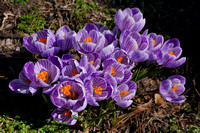 210330_03914_A7RIV Croci Announce the Arrival of Spring in Our Gardens